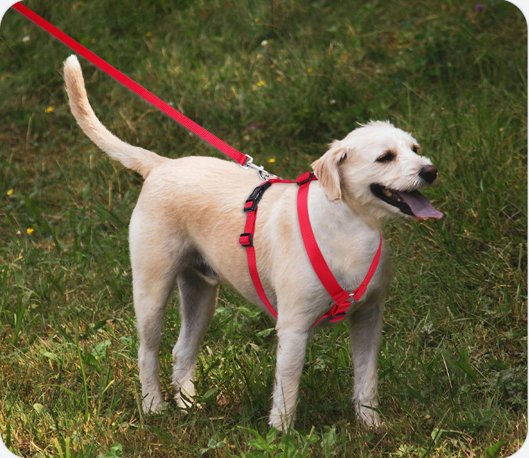 H style dog harness application